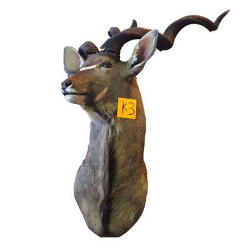 Kudu Shoulder Mount For Sale K3