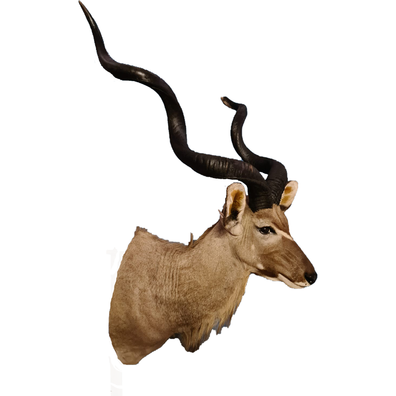 Kudu Shoulder Mount - KSM102 - Image 2