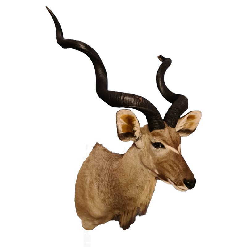 Kudu Shoulder Mount - KSM102