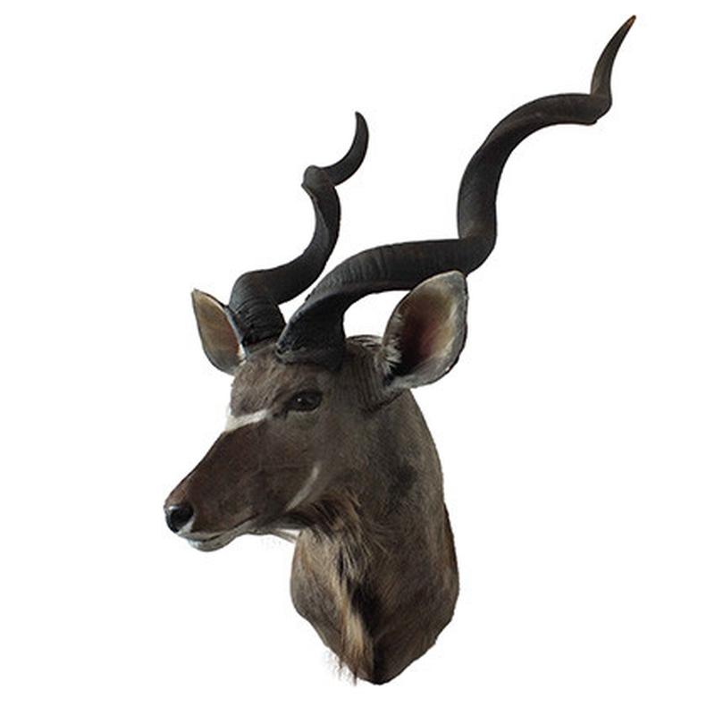 Kudu Shoulder Mount KSM21 - Image 4