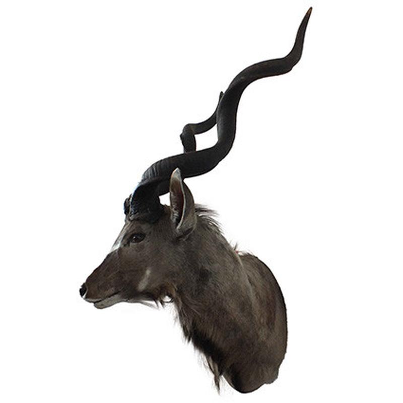 Kudu Shoulder Mount KSM21 - Image 5