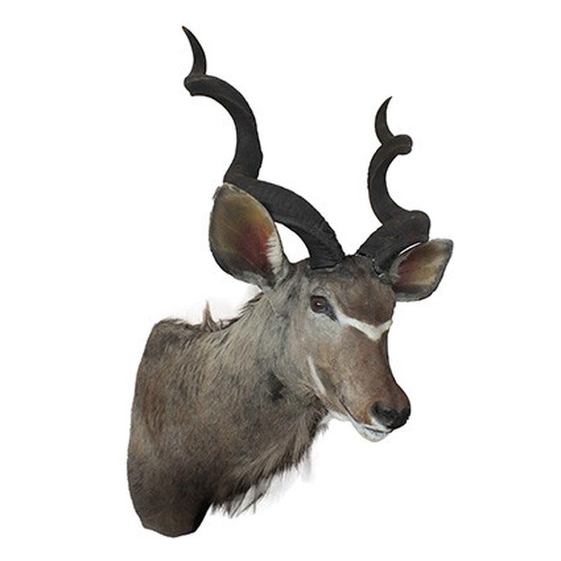Kudu Shoulder Mount KSM21 - Image 6