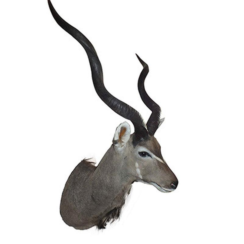 Kudu Shoulder Mount KSM61 - Image 2