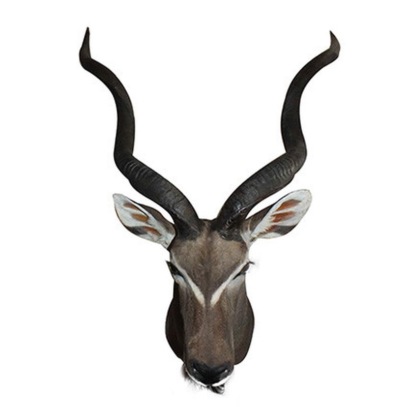 Kudu Shoulder Mount KSM61 - Image 3