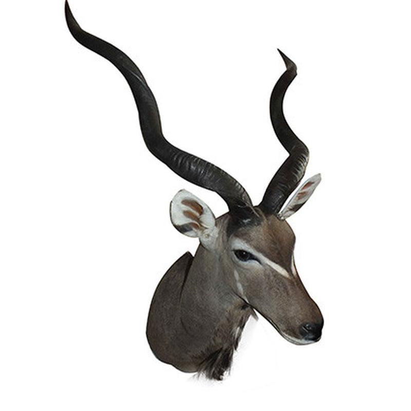 Kudu Shoulder Mount KSM61 - Image 4