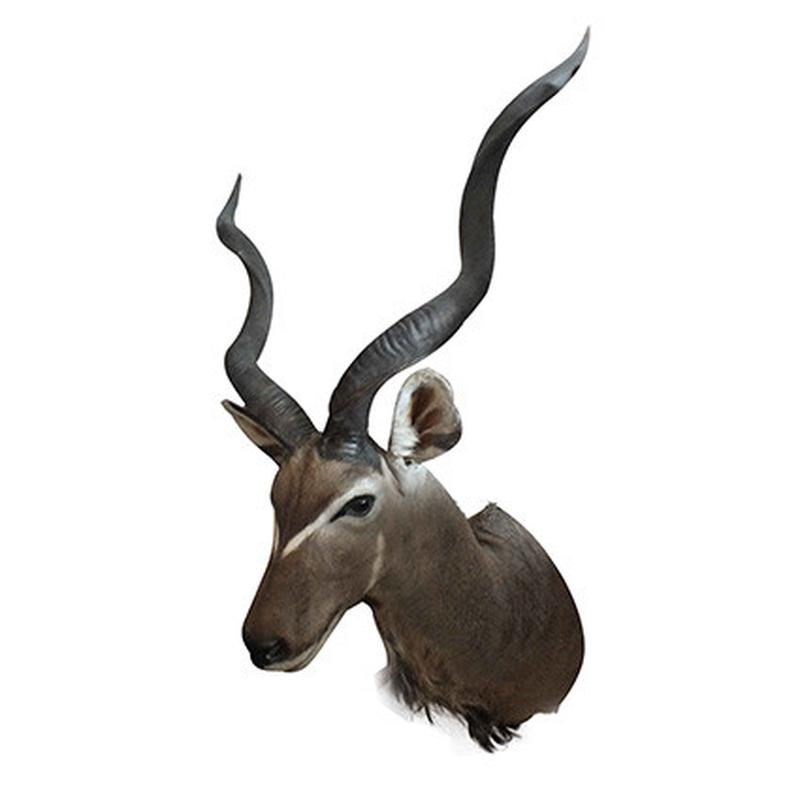 Kudu Shoulder Mount KSM61 - Image 5