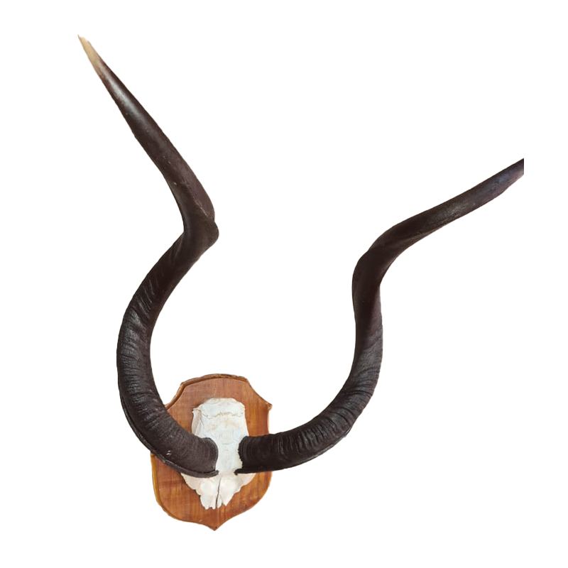 Kudu Skull Mount With Horns - KSM105 - Image 2