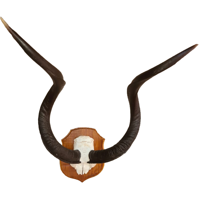 Kudu Skull Mount With Horns - KSM105