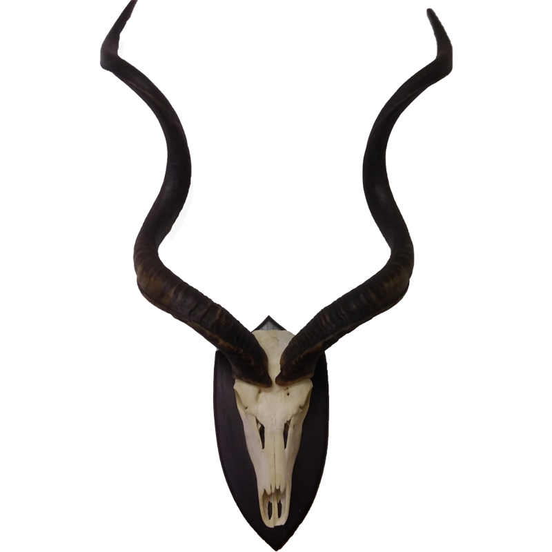Kudu Skull Mount - KSM101 - Image 3
