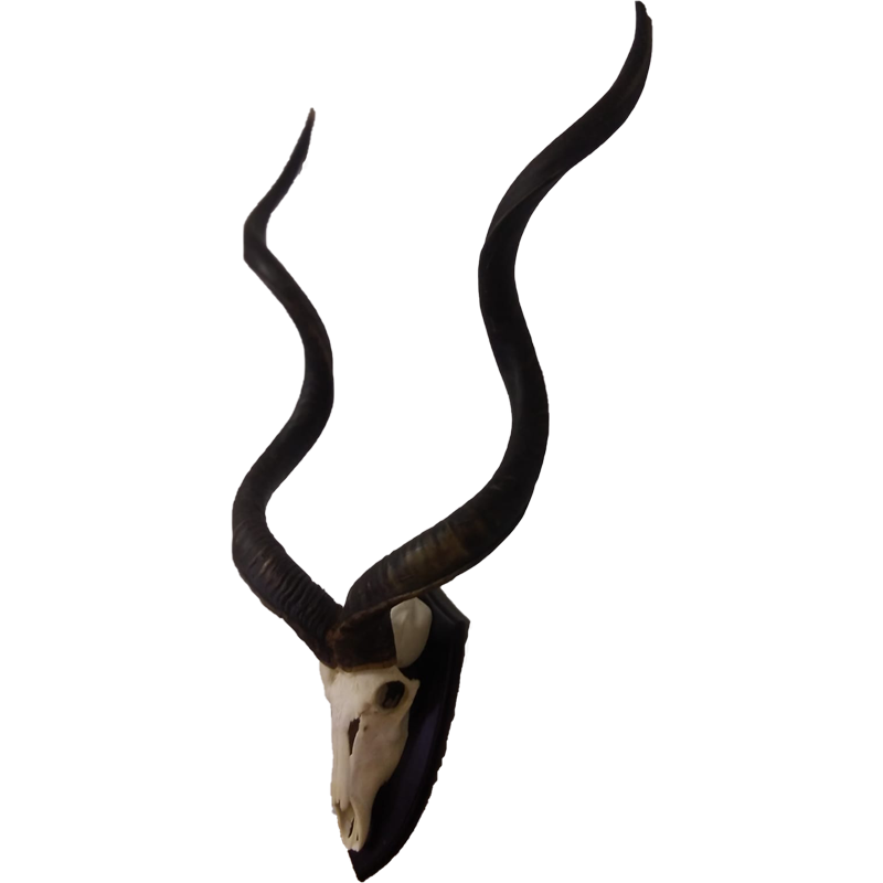 Kudu Skull Mount - KSM101 - Image 4