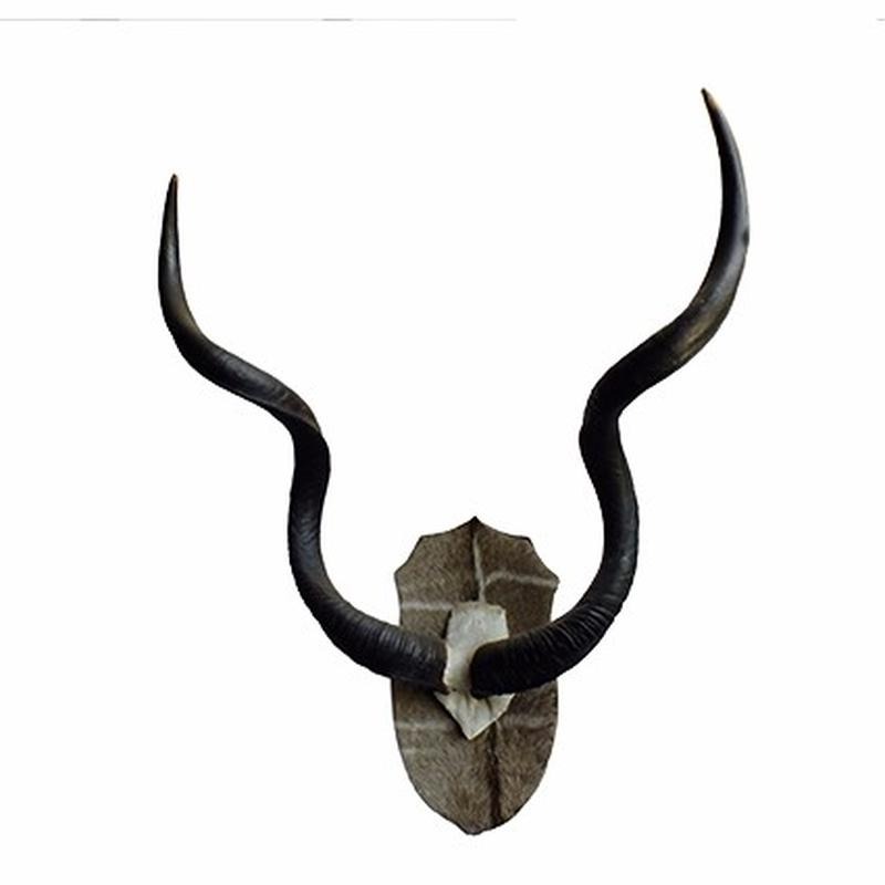 Kudu Skull Mount K1
