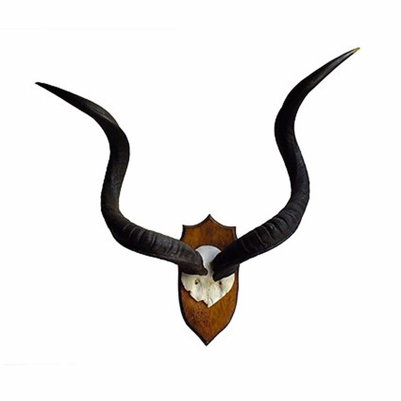 Kudu Skull Mount K2