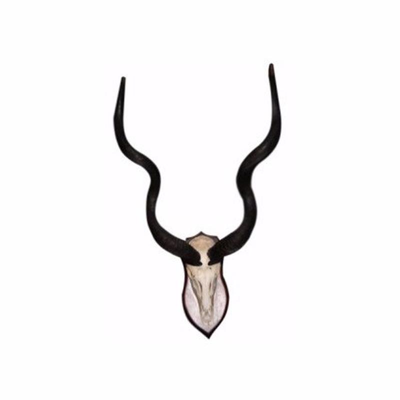 Kudu Skull Mount KSM01