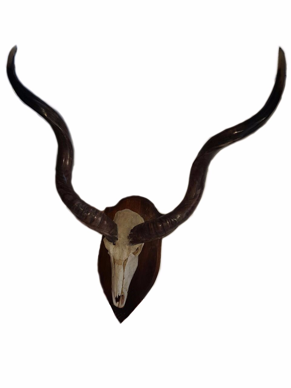Kudu Skull Mount KSM3 - Image 2