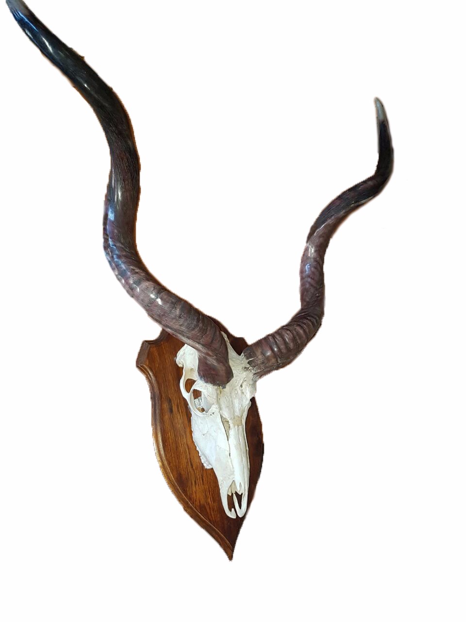 Kudu Skull Mount KSM3 - Image 3