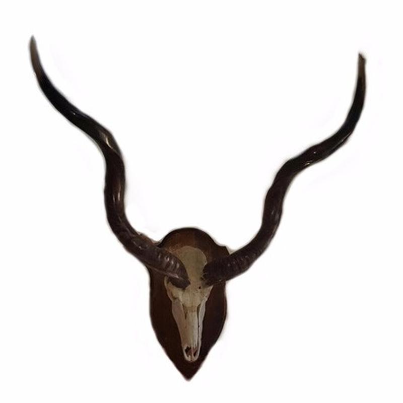 Kudu Skull Mount KSM3