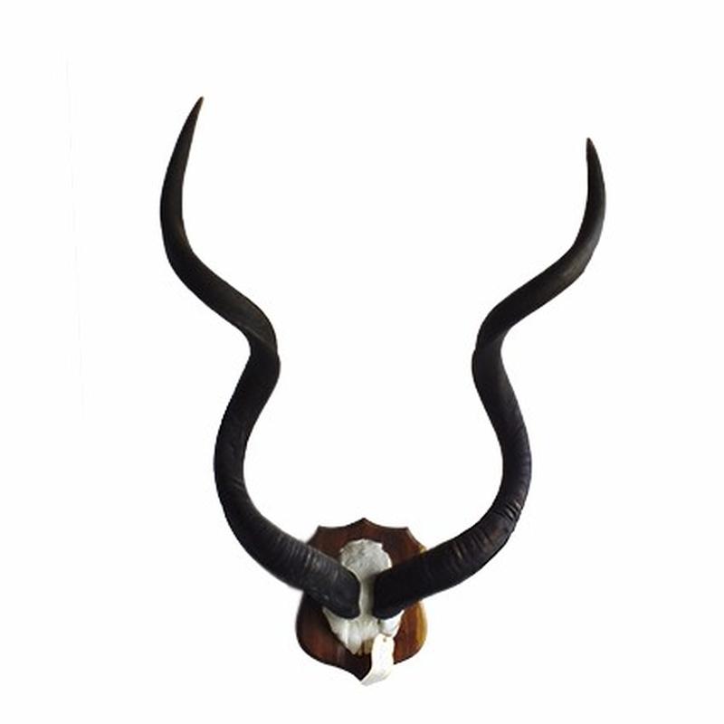Kudu Skull Mount PB