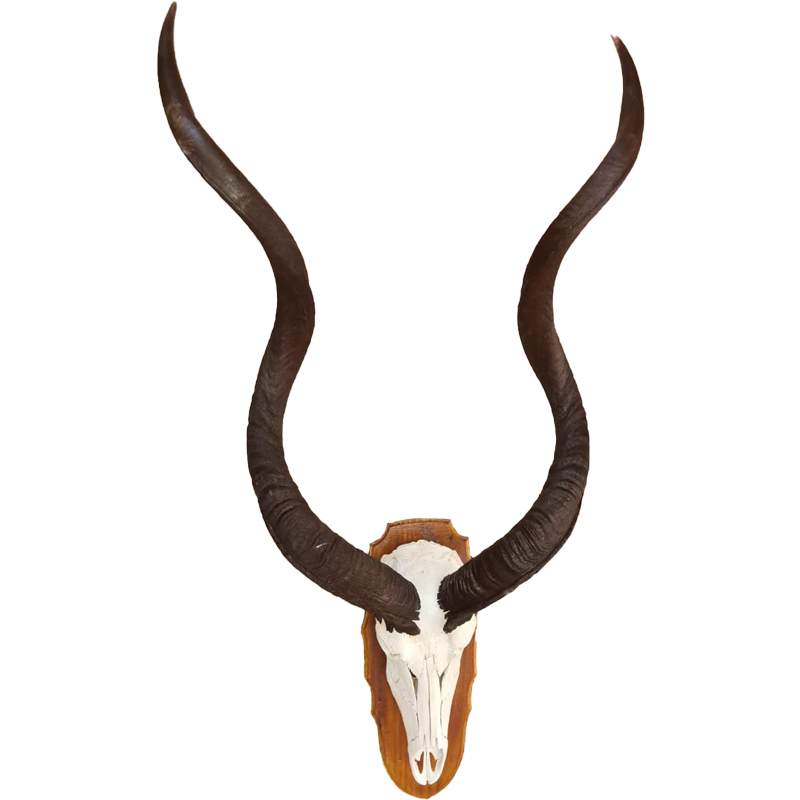 Kudu Skull Mount With Horns - KSM106 - Image 2