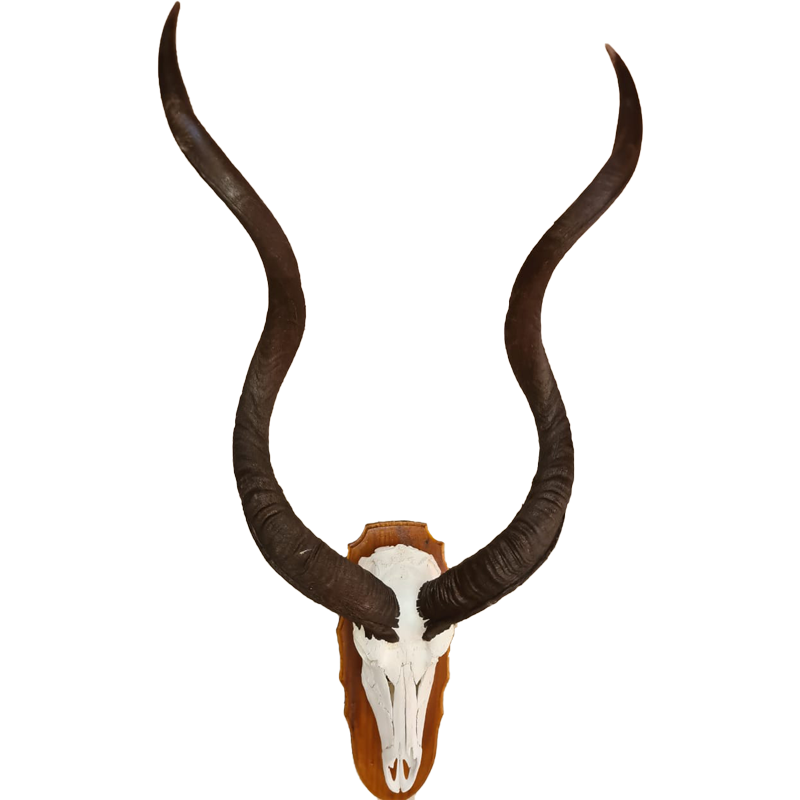 Kudu Skull Mount With Horns - KSM106