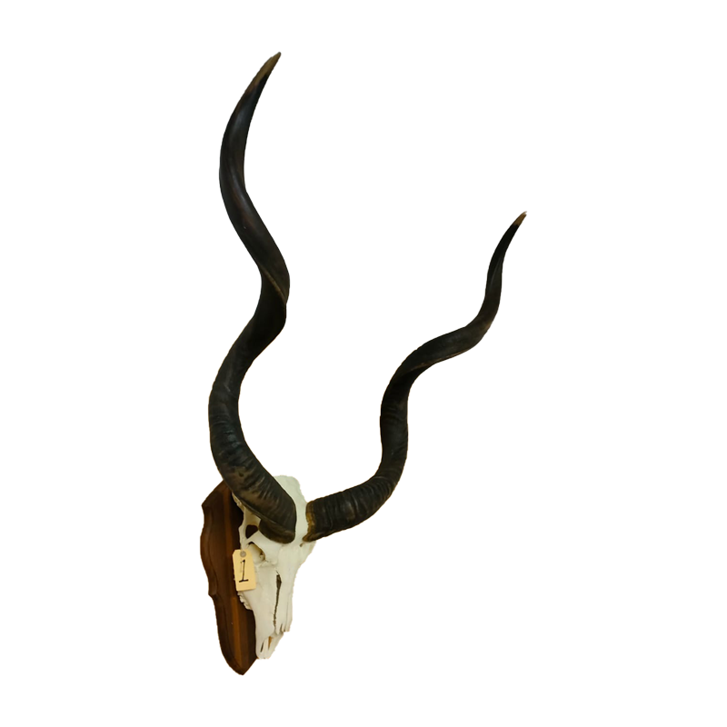 Kudu Skull Mount With Horns - KSM110