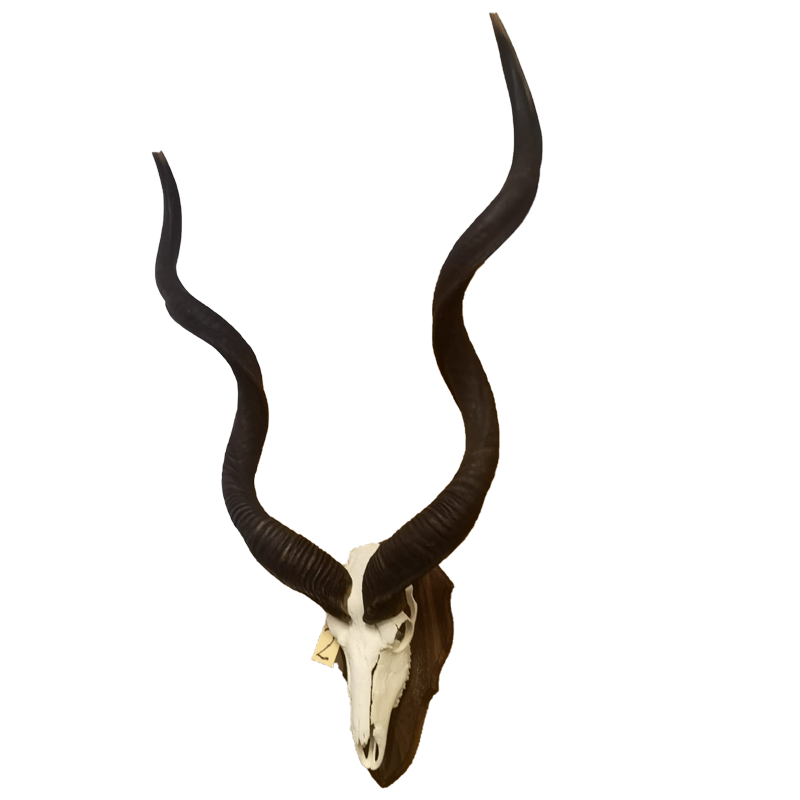 Kudu Skull Mount With Horns - KSM111