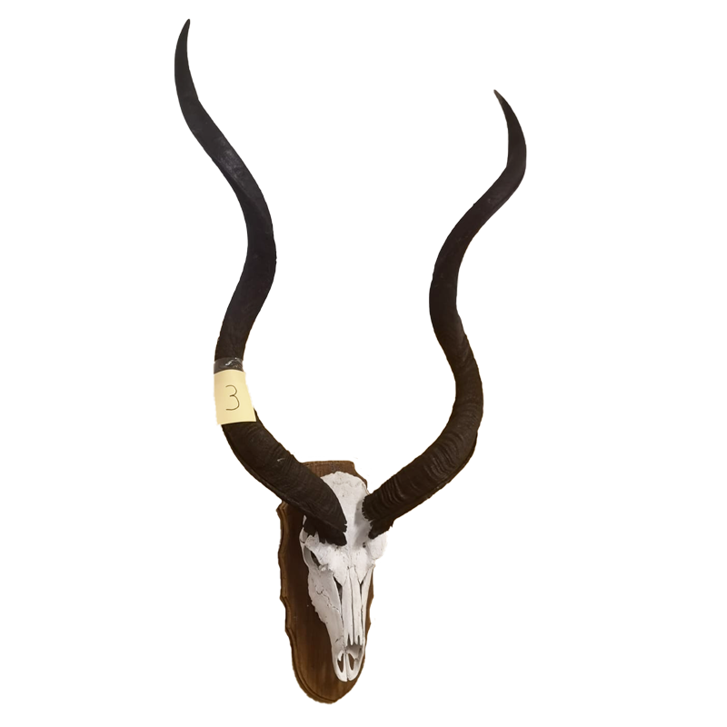 Kudu Skull Mount With Horns - KSM112