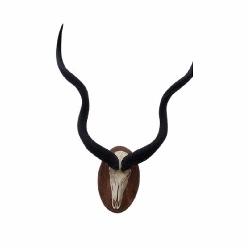 Kudu Skull Mount With Horns - KSM_01