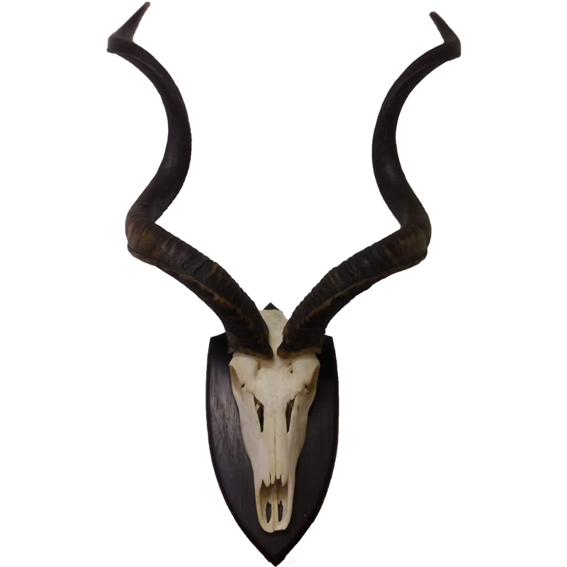 Kudu Skull Mount - KSM101