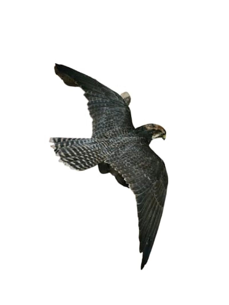 Lanner Falcon