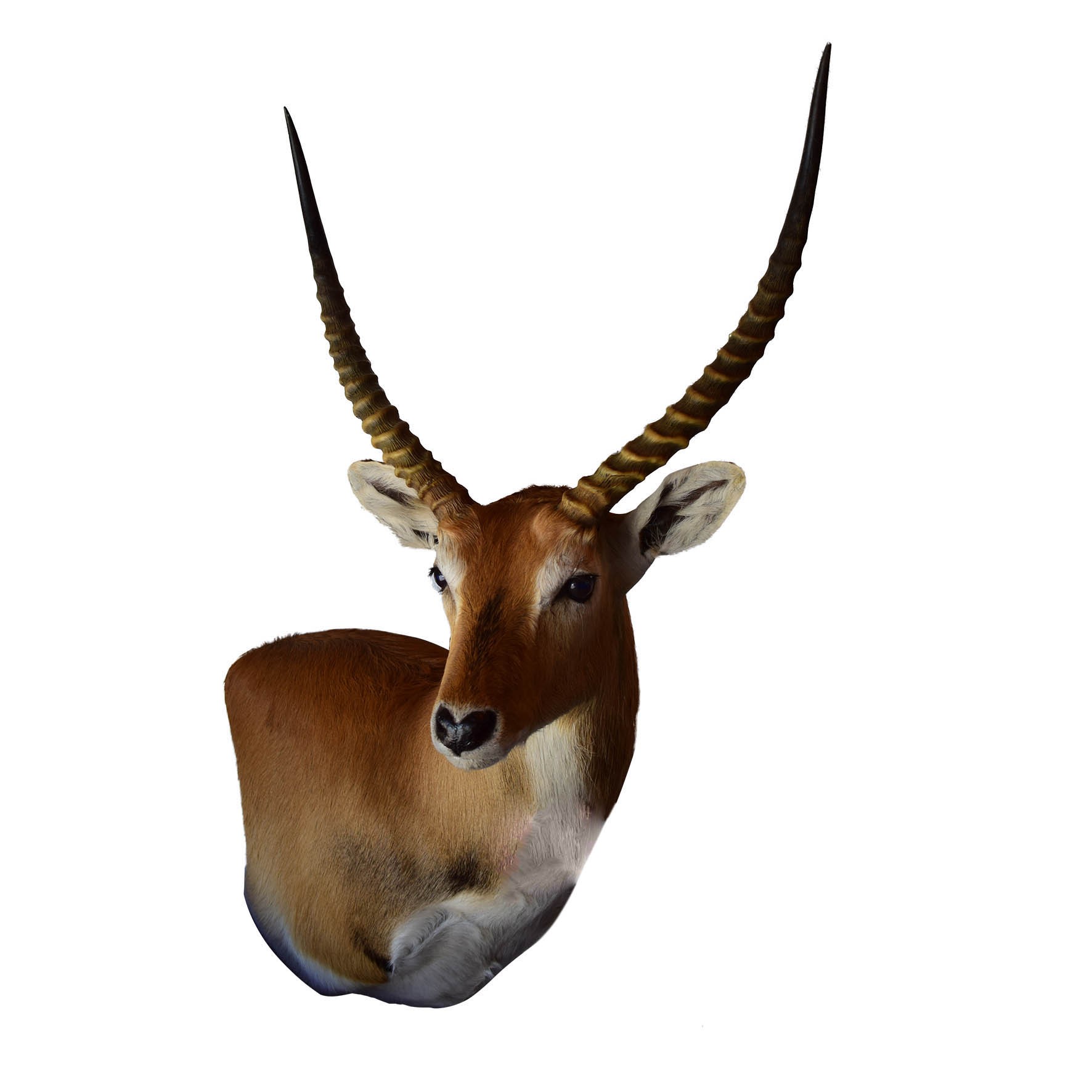 Lechwe Shoulder Mount - LSM03 - Image 2