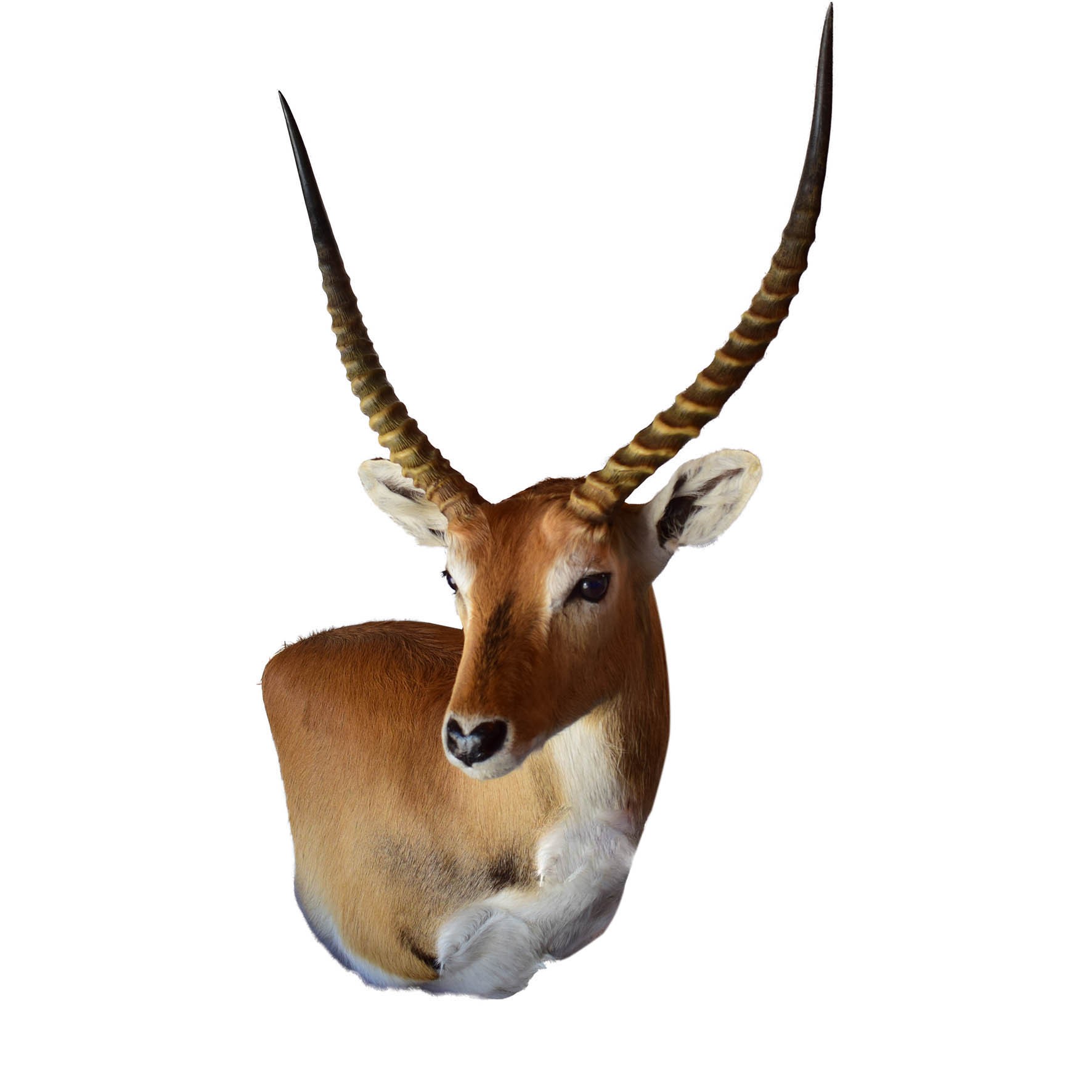 Lechwe Shoulder Mount - LSM03