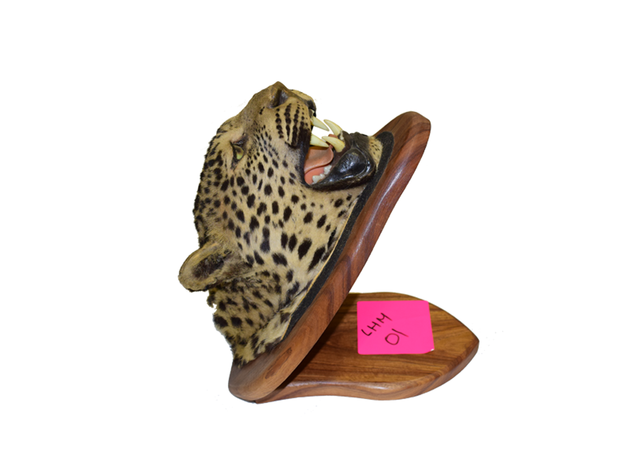 Leopard Head (Not For Export) - Image 2