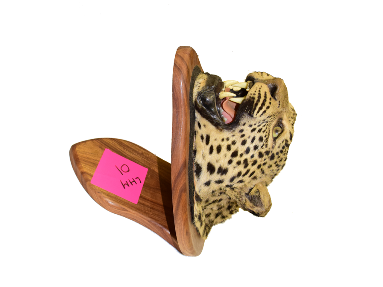 Leopard Head (Not For Export) - Image 3