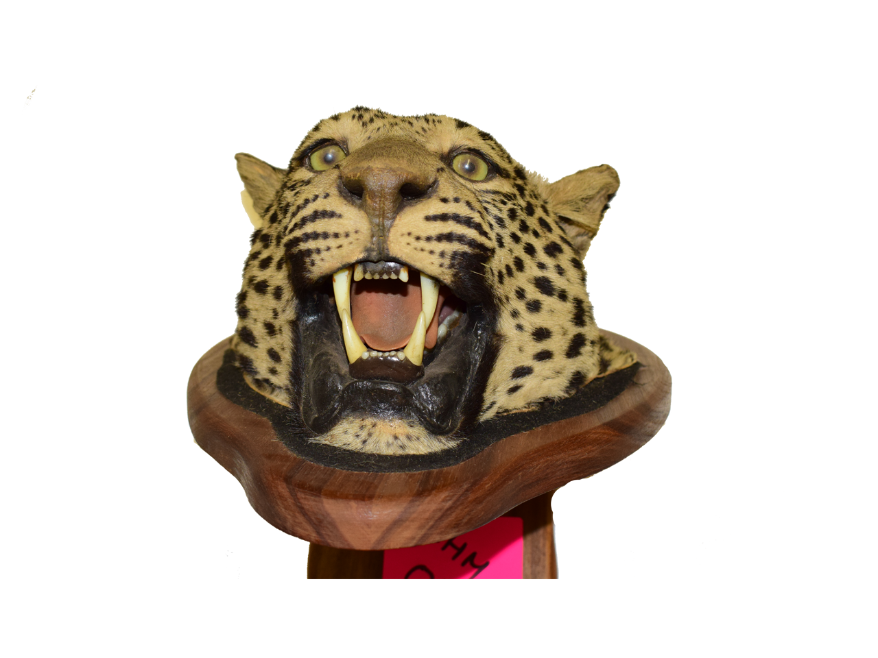 Leopard Head (Not For Export)