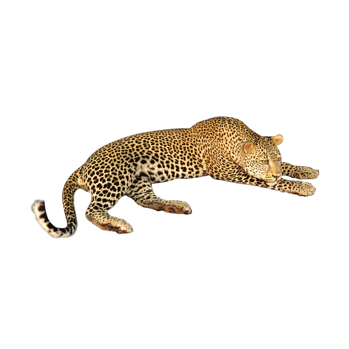 LEOPARD LYING DOWN FULL MOUNT LLDF1