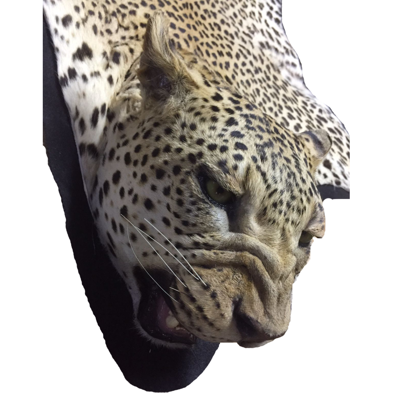 Leopard Rug Mount - LRM 101 - Image 2