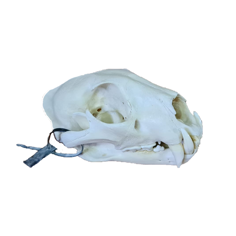 Leopard Skull - LPS100 - Image 2