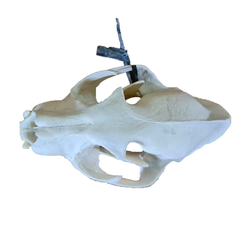 Leopard Skull - LPS100