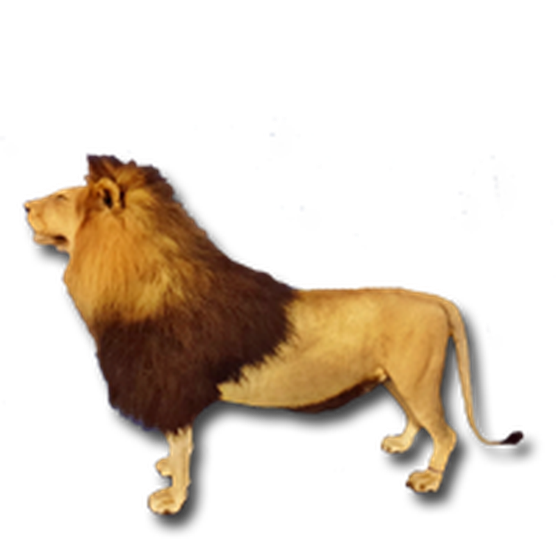 Lion Full Mount - LFM101 - Image 2