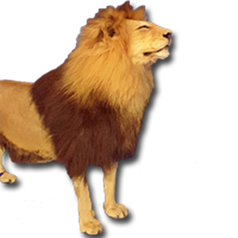 Lion Full Mount - LFM101 - Image 4