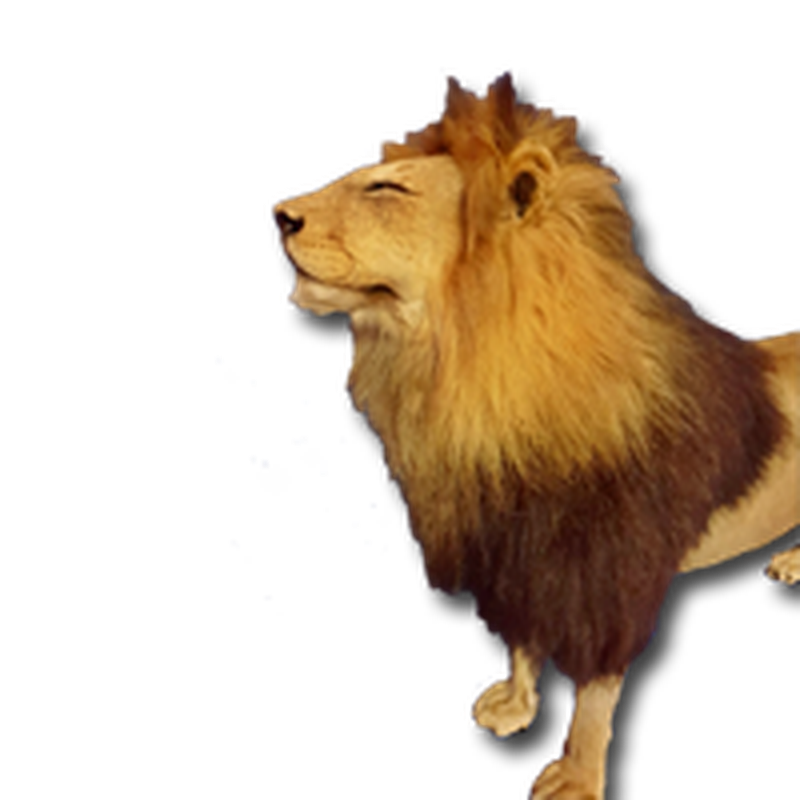 Lion Full Mount - LFM101 - Image 5