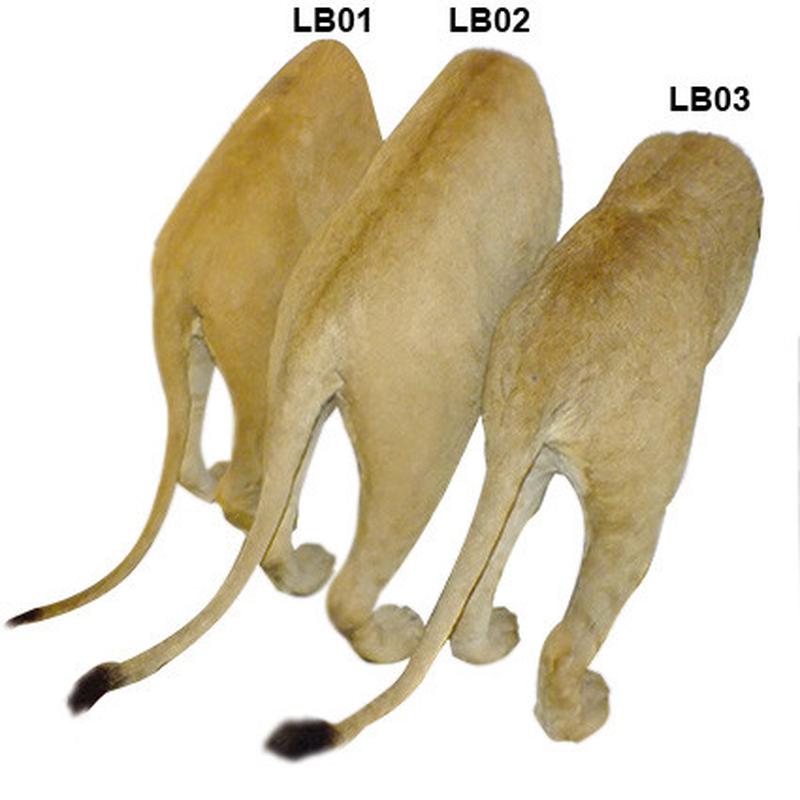Lion Back Mount LBM1 - Image 2