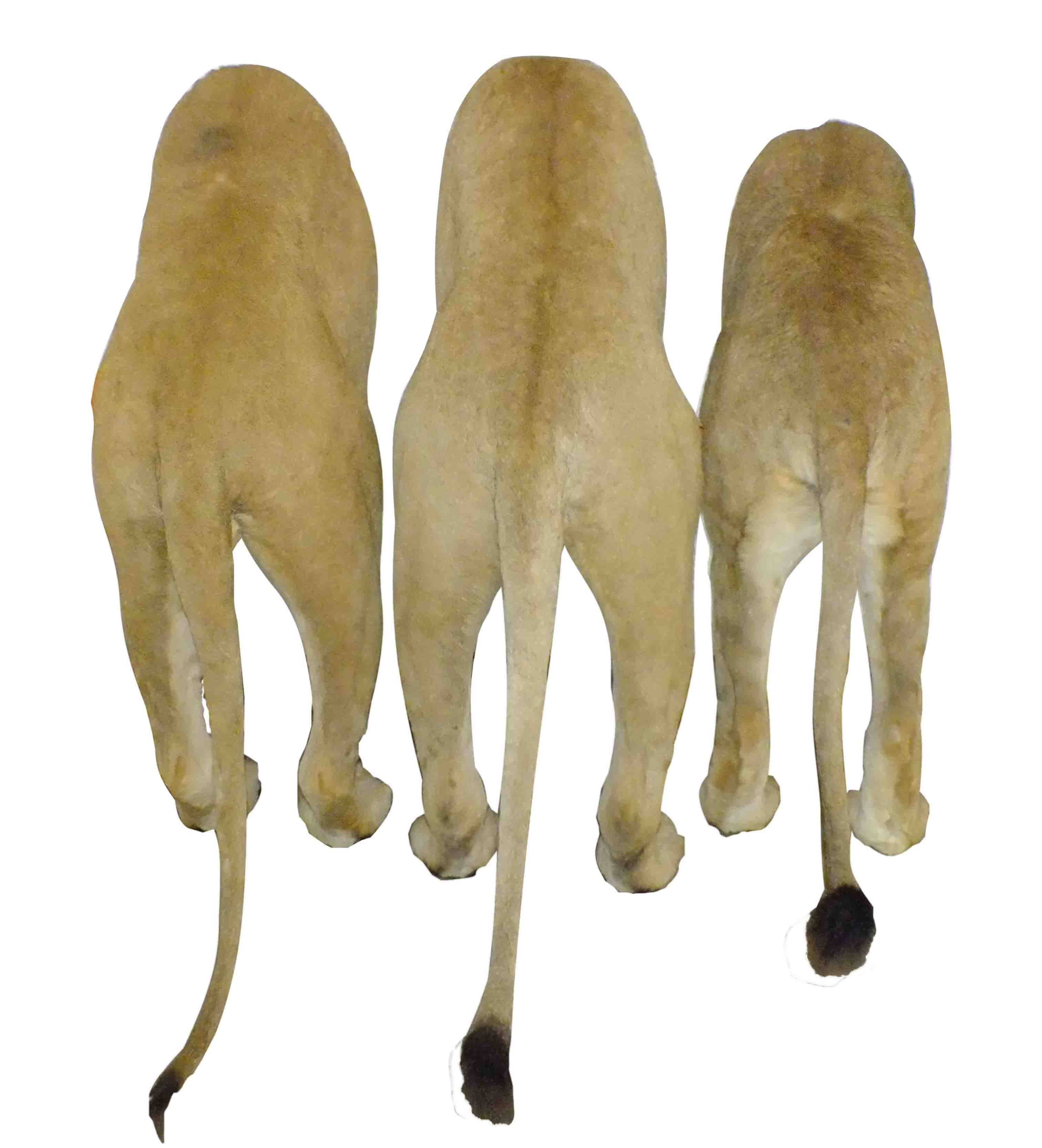 Lion Back Mount LBM1 - Image 3