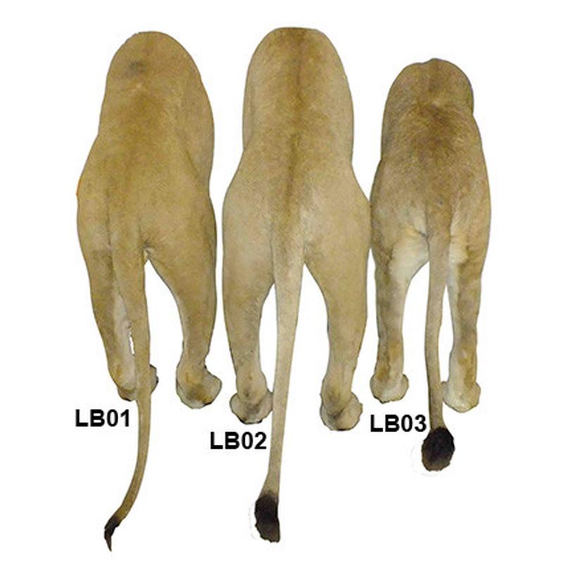 Lion Back Mount LBM1 - Image 4