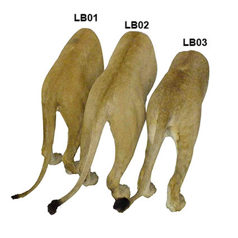 Lion Back Mount LBM1 - Image 5
