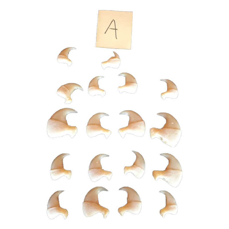Lion Claws - LT1