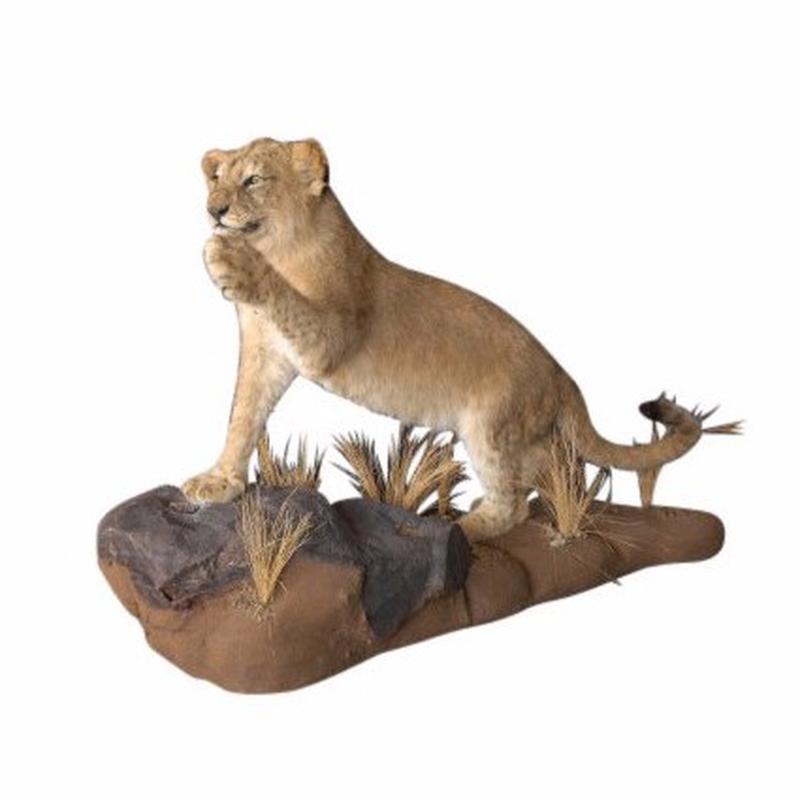 Lion Cub Full Mount LCFM2