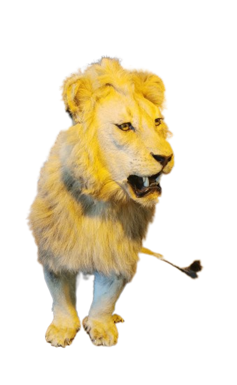 Lion Full Mount - Image 2