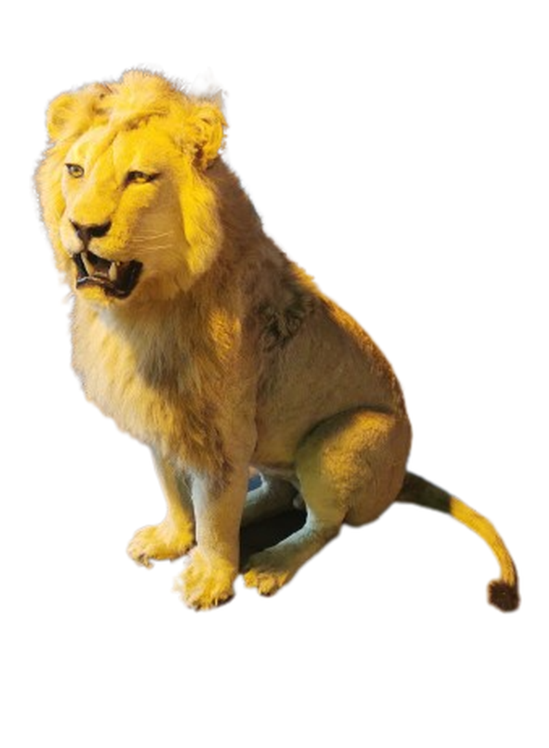 Lion Full Mount - Image 3