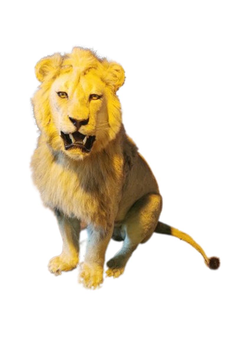 Lion Full Mount